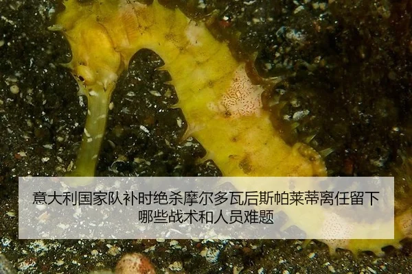 yi-da-li-guo-jia-dui-bu-shi-jue-sha-mo-er-duo-wa-hou-si-pa-lai-di-li-ren-liu-xia-na-xie-zhan-shu-he-ren-yuan-nan-ti-2-888.jpg